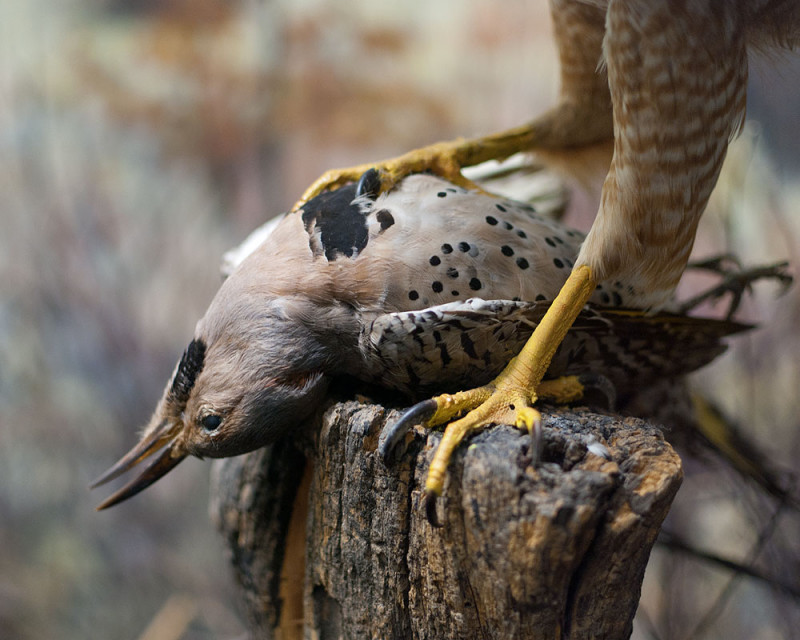 Northern Flicker, from the series Another Death
